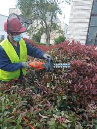 園林綠化工程施工要點(diǎn) 修剪、除草、砍雜與草坪鋪設(shè)